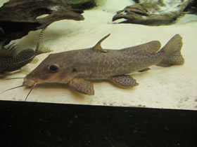 Смотреть фото Жирафовый сом Фото Жирафовый сом