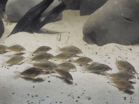 Смотреть фото Изумрудный брохис Фото Изумрудный брохис