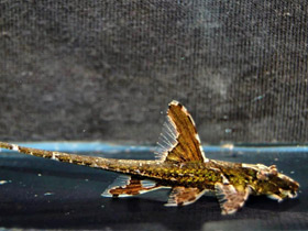 Смотреть фото Красная лорикария Фото Красная лорикария