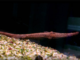 Смотреть фото Фарловелла Хёна Фото Фарловелла Хёна