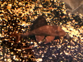 Смотреть фото Чернолинейный панак Фото Чернолинейный панак