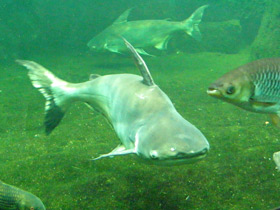 Смотреть фото Высокоплавничный пангасиус Фото Высокоплавничный пангасиус