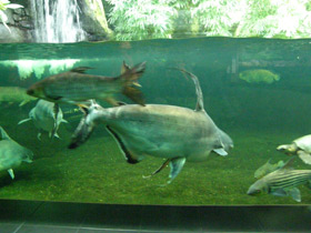 Смотреть фото Высокоплавничный пангасиус Фото Высокоплавничный пангасиус