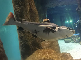 Смотреть фото Краснохвостый сом Фото Краснохвостый сом