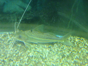 Фото Сом-блоха