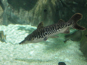 Смотреть фото Тигровая псевдоплатистома Фото Тигровая псевдоплатистома