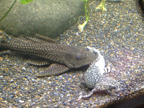 Смотреть фото Парчовый птеригоплихт Фото Парчовый птеригоплихт