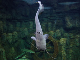 Смотреть фото Европейский сом Фото Европейский сом