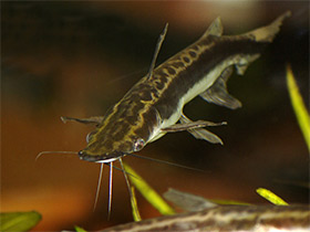 Смотреть фото Плоскоголовый сом Фото Плоскоголовый сом