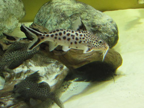 Смотреть фото Сом-кукушка Фото Сом-кукушка