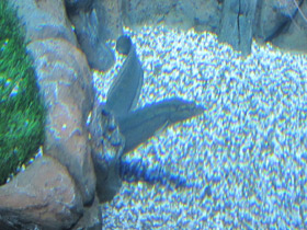 Смотреть фото Краснополосый мастацембелус Фото Краснополосый мастацембелус