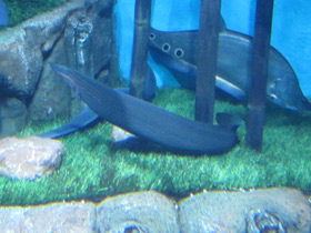 Смотреть фото Краснополосый мастацембелус Фото Краснополосый мастацембелус