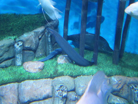 Смотреть фото Краснополосый мастацембелус Фото Краснополосый мастацембелус