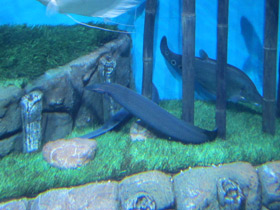 Смотреть фото Краснополосый мастацембелус Фото Краснополосый мастацембелус