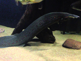 Смотреть фото Краснополосый мастацембелус Фото Краснополосый мастацембелус