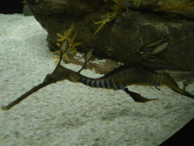 Смотреть фото Морской дракон обыкновенный Фото Морской дракон обыкновенный