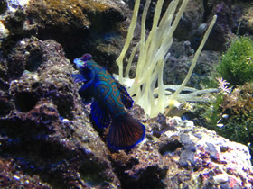 Смотреть фото Мандаринка Фото Мандаринка