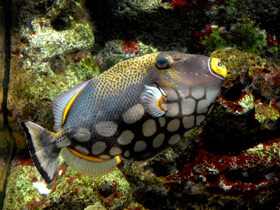 Фото Спинорог-клоун