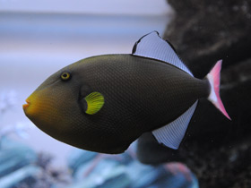 Розовохвостый спинорог Розовохвостый спинорог