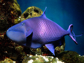 Фото Черный спинорог