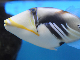 Фото Спинорог Пикассо