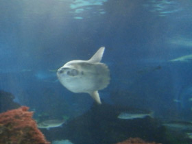 Смотреть фото Обыкновенная луна-рыба Фото Обыкновенная луна-рыба