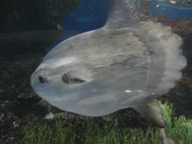 Смотреть фото Обыкновенная луна-рыба Фото Обыкновенная луна-рыба