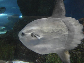 Смотреть фото Обыкновенная луна-рыба Фото Обыкновенная луна-рыба