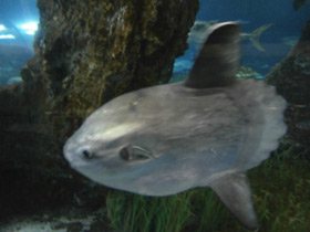 Смотреть фото Обыкновенная луна-рыба Фото Обыкновенная луна-рыба