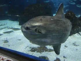 Смотреть фото Обыкновенная луна-рыба Фото Обыкновенная луна-рыба