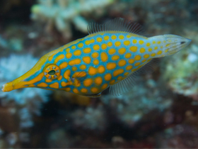 Фото Длиннорылый оксимонакант