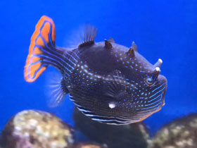 Фото Украшенный кузовок-акарана