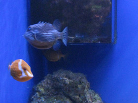 Смотреть фото Полосатый кузовок-акарана Фото Полосатый кузовок-акарана