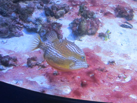 Смотреть фото Полосатый кузовок-акарана Фото Полосатый кузовок-акарана