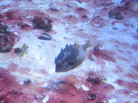 Смотреть фото Полосатый кузовок-акарана Фото Полосатый кузовок-акарана