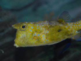 Обыкновенный рогатый кузовок Обыкновенный рогатый кузовок