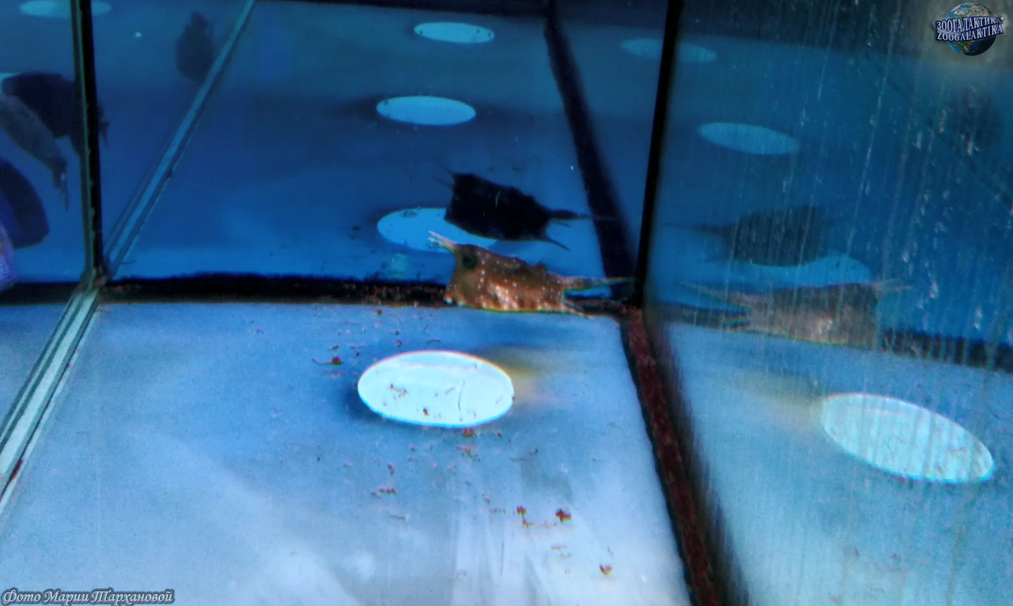 Смотреть фото Рогатый трехиглый кузовок Фото Рогатый трехиглый кузовок