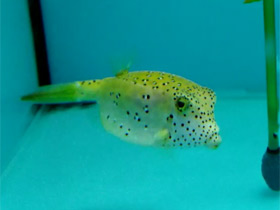 Смотреть фото Желтый кузовок Фото Желтый кузовок