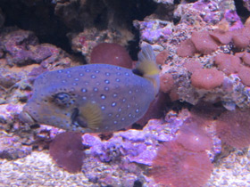 Фото Аравийский кузовок