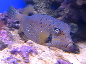 Фото Расписной кузовок