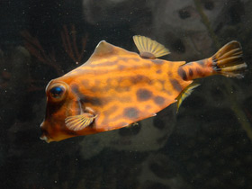 Фото Горбатый кузовок