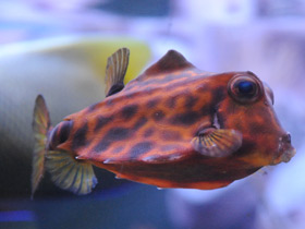 Фото Горбатый кузовок