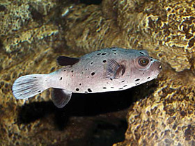 Фото Черноточечный аротрон