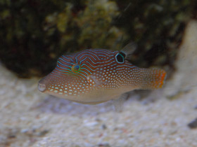 Остроносый иглобрюх Остроносый иглобрюх