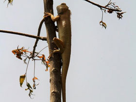 Смотреть фото Калот-кровосос Фото Калот-кровосос