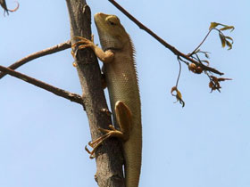 Смотреть фото Калот-кровосос Фото Калот-кровосос