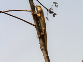 Смотреть фото Калот-кровосос Фото Калот-кровосос