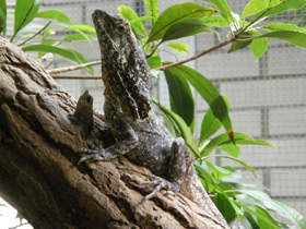 Смотреть фото Плащеносная ящерица Фото Плащеносная ящерица