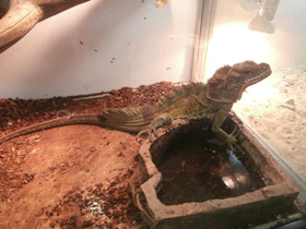 Смотреть фото Парусная ящерица Фото Парусная ящерица