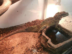 Смотреть фото Парусная ящерица Фото Парусная ящерица